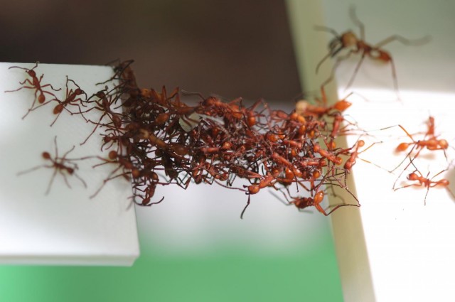 Loài kiến xây cầu như thế nào?